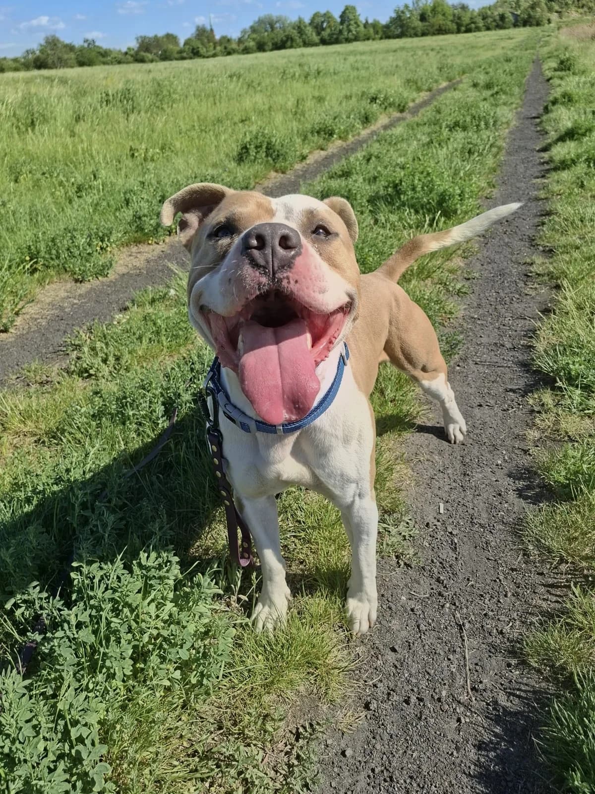 Hades,  5yo Mixed Breed for adoption at Schronisko Opole