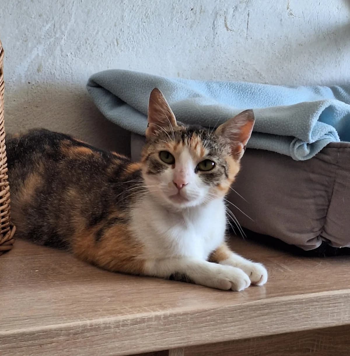 Misia,  senior Mixed Breed for adoption at Schronisko Opole