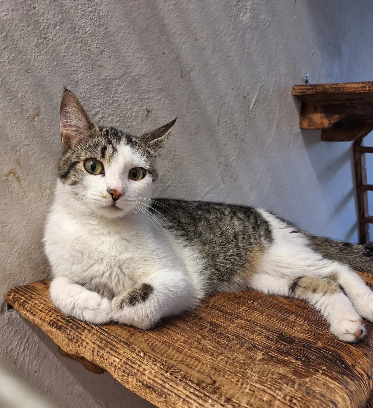Renowia,  senior Mixed Breed for adoption at Schronisko Opole