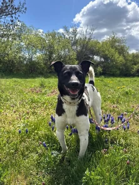 Agent, young Mixed Breed for adoption at Schronisko Opole