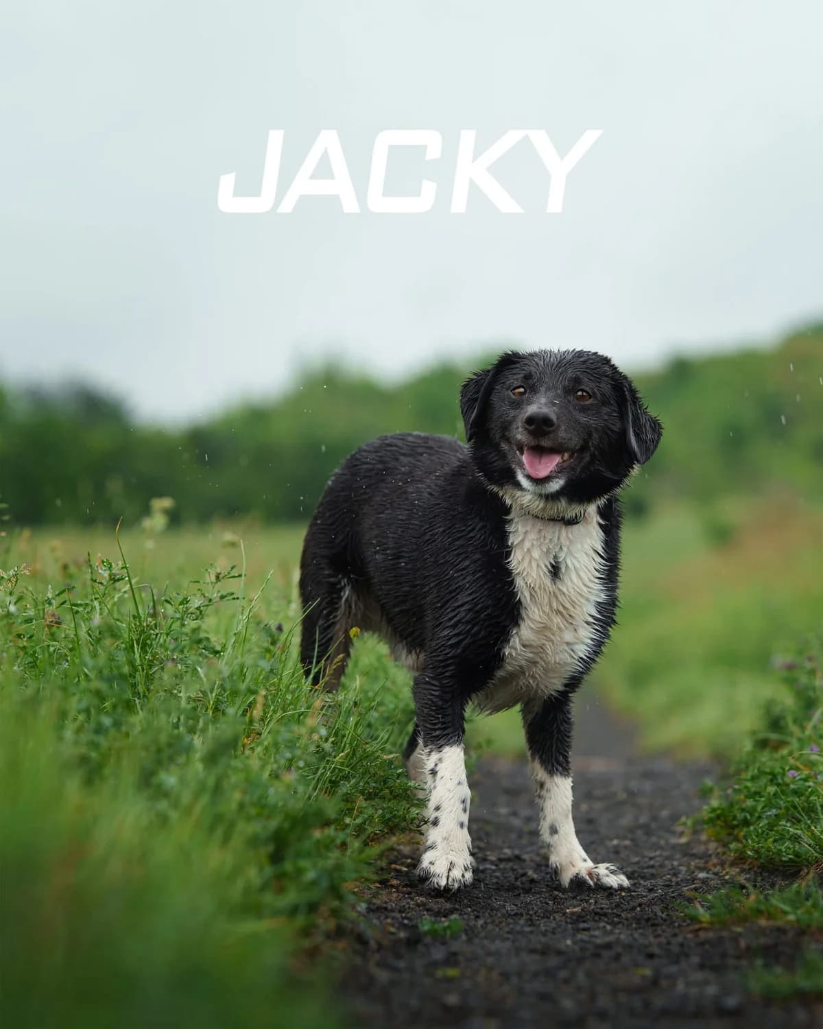 Jacky, young Mixed Breed for adoption at Schronisko Opole