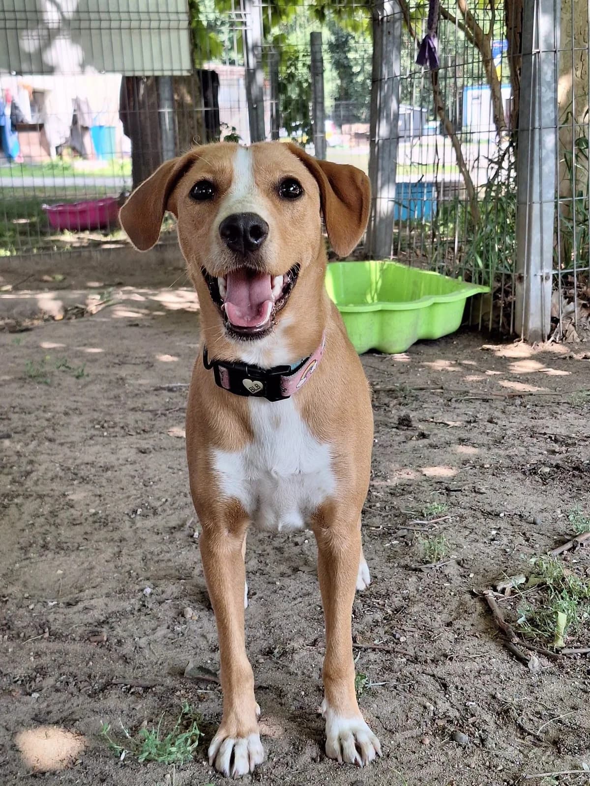 Bella W Dt,  Mixed Breed for adoption at Schronisko Opole