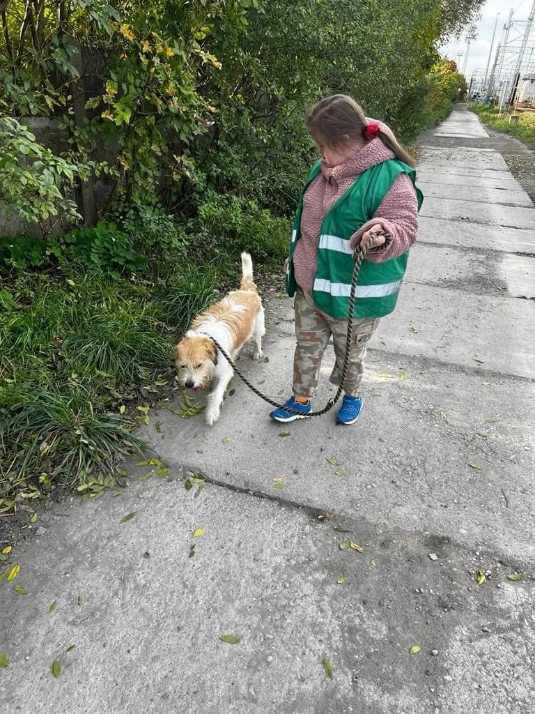 Bruno, female young Mixed Breed for adoption at Schronisko Opole