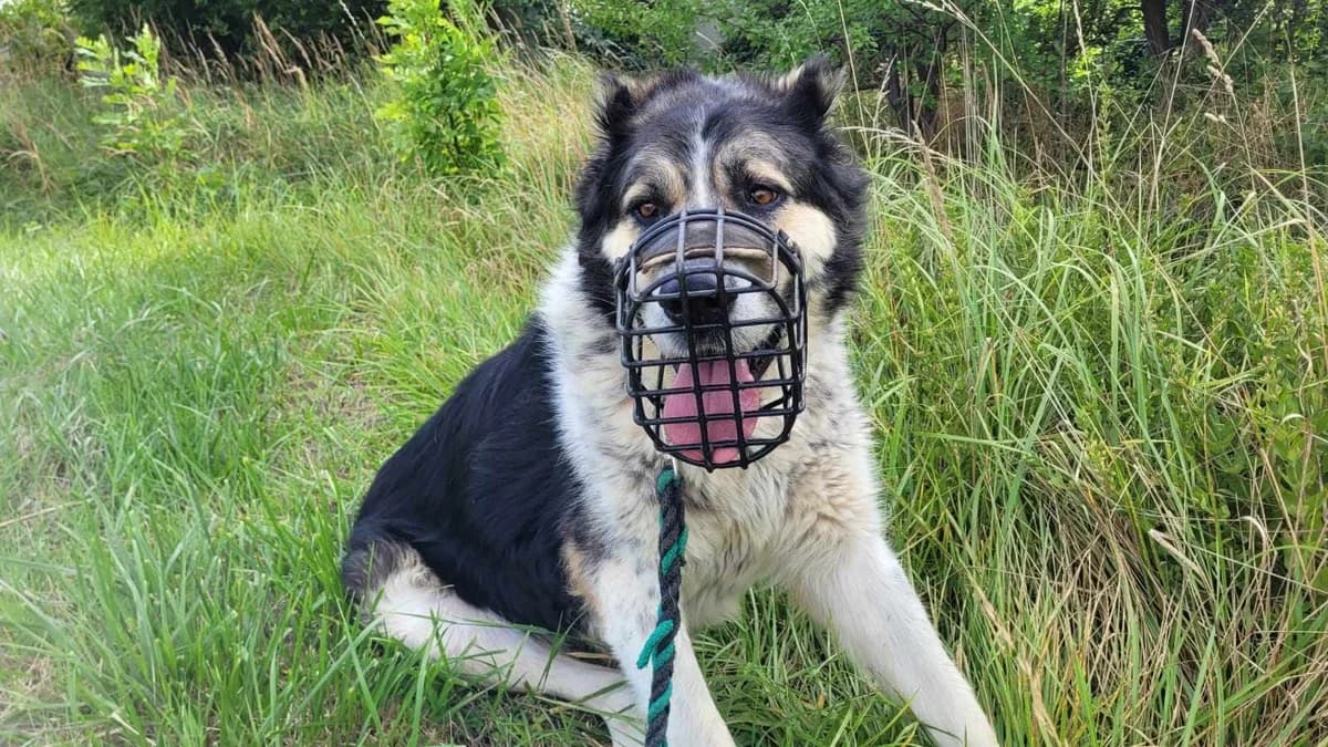 Hałk, female young Mixed Breed for adoption at Schronisko Opole