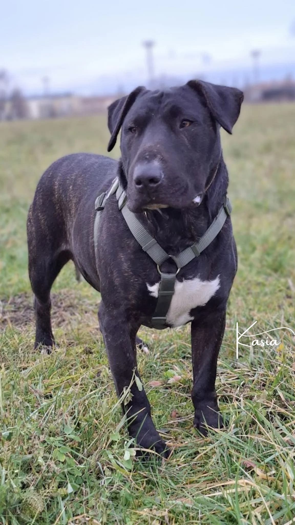 Wigor, female 5yo Mixed Breed for adoption at Schronisko Opole