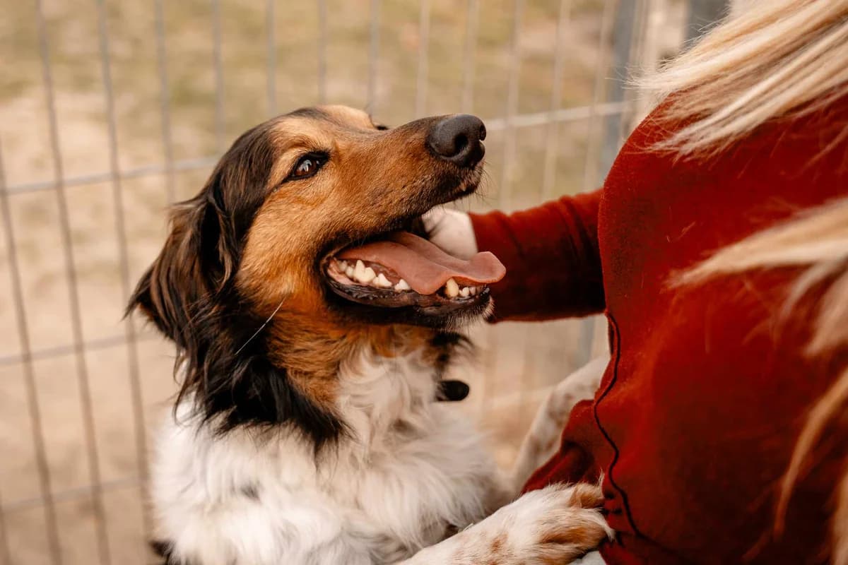 Minio, female young Mixed Breed for adoption at Schronisko Opole