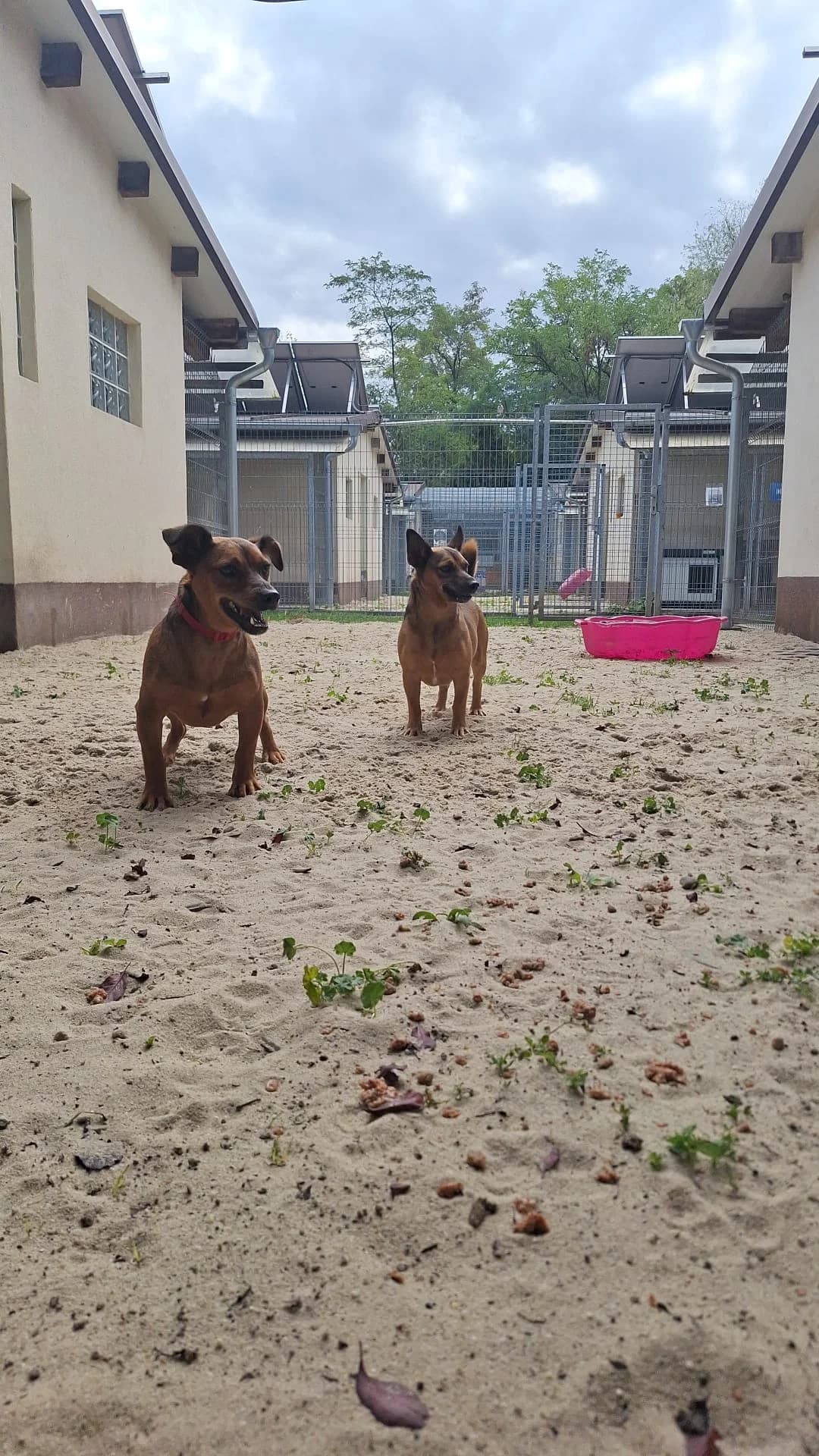 Jaś I Antoś, female young Mixed Breed for adoption at Schronisko Opole
