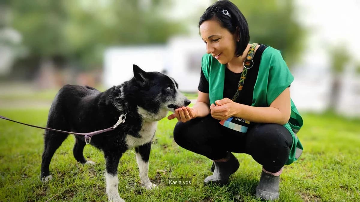 Fiesta W Dt, female young Mixed Breed for adoption at Schronisko Opole