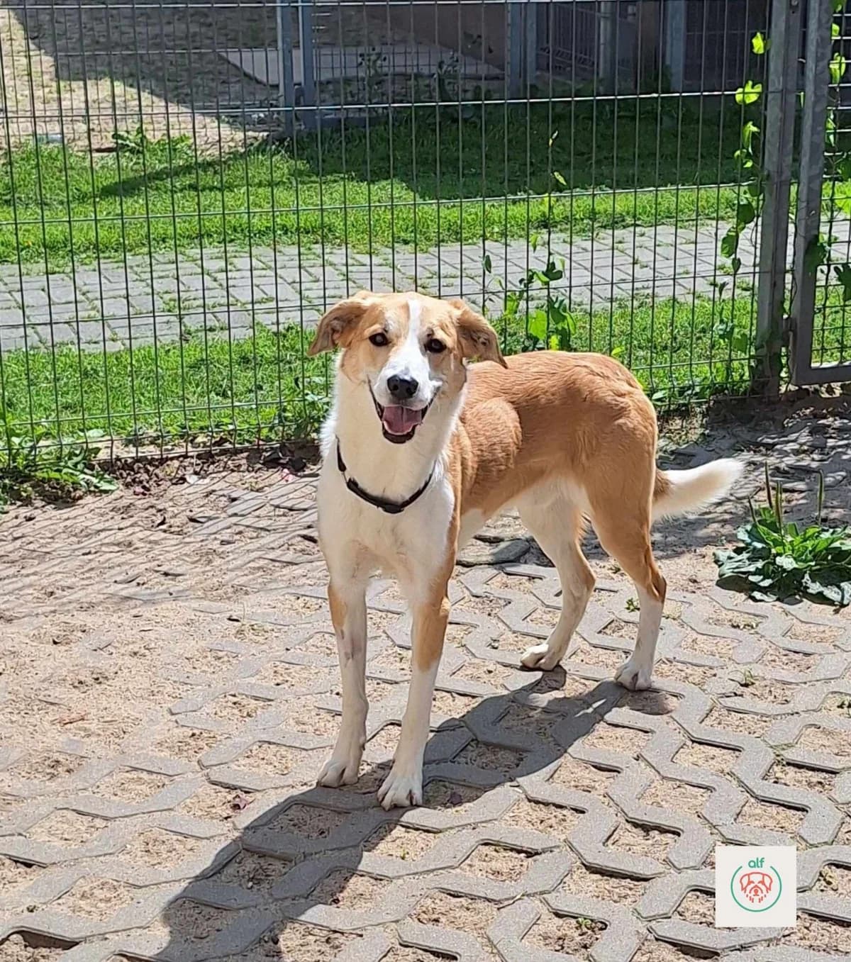 Tobiś, female young Mixed Breed for adoption at Schronisko Opole