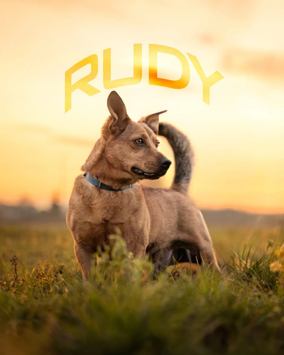 Rudy, female young Mixed Breed for adoption at Schronisko Opole