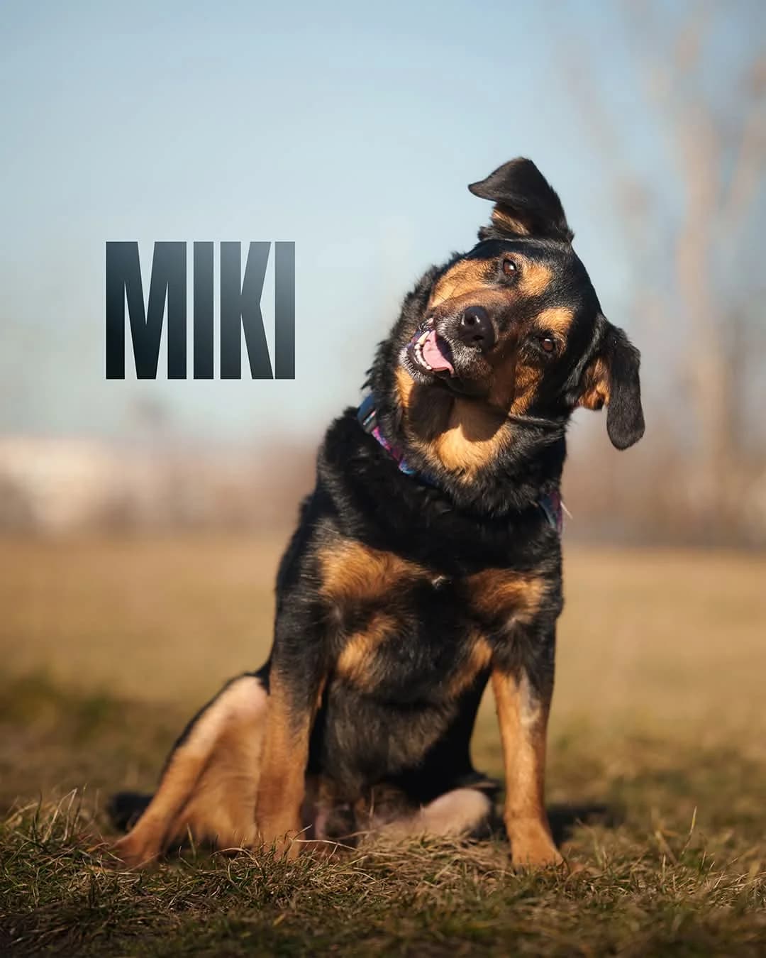 Miki, Mixed Breed (Schronisko Opole)