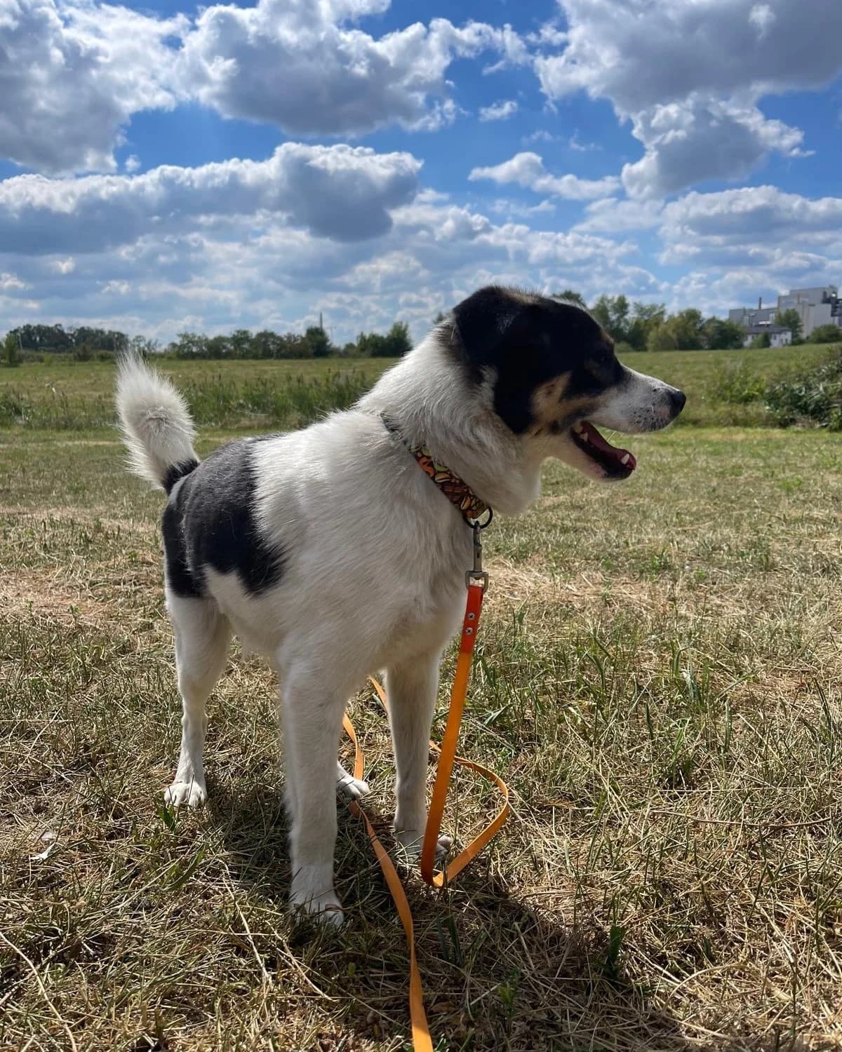 Dylan, female young Mixed Breed for adoption at Schronisko Opole