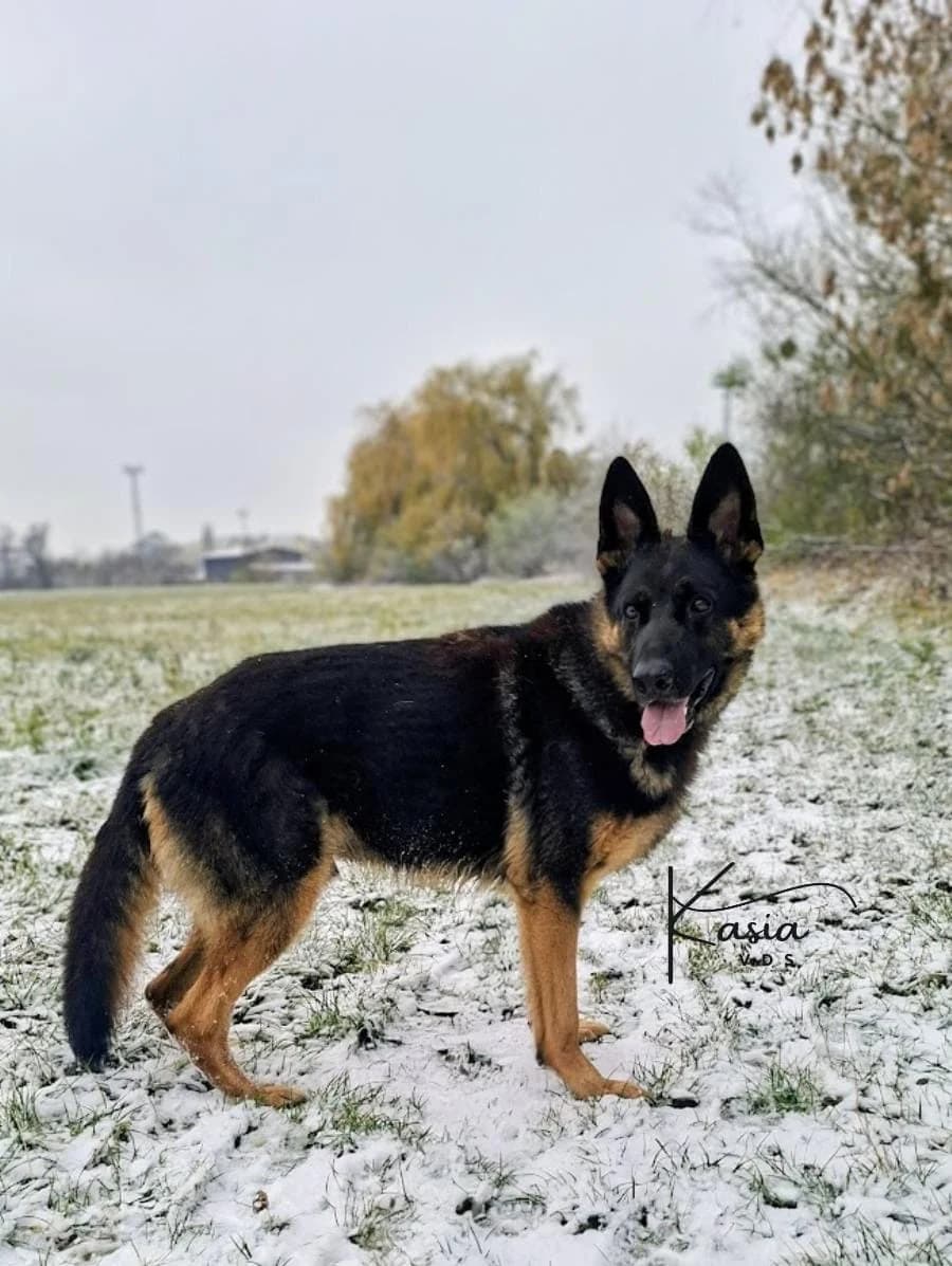 Dingo, female 5yo Mixed Breed for adoption at Schronisko Opole