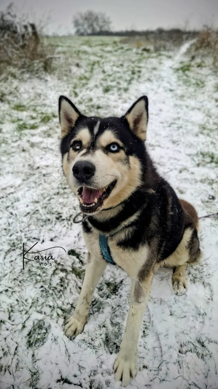 Haczi W Dt, Mixed Breed (Schronisko Opole)