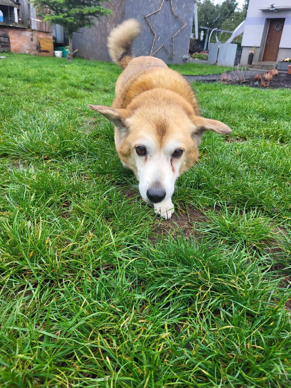 Ciapek W Dt, Mixed Breed (Schronisko Opole)