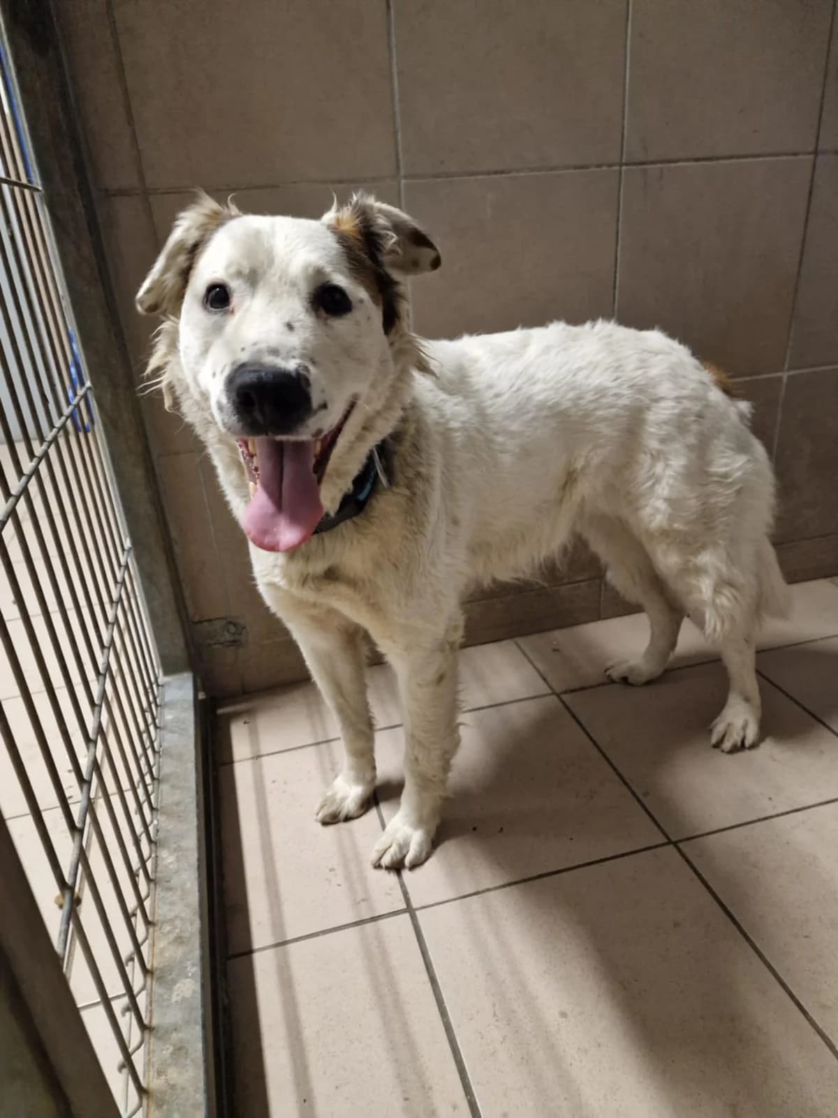 Meli, female 5yo Mixed Breed for adoption at Schronisko Opole