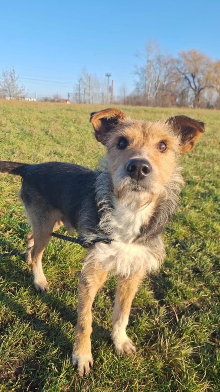 Toro W Dt, Mixed Breed (Schronisko Opole)