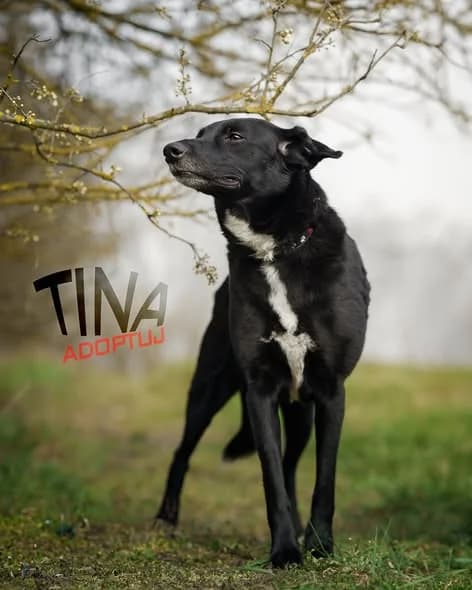 Tina, Mixed Breed (Schronisko Opole)