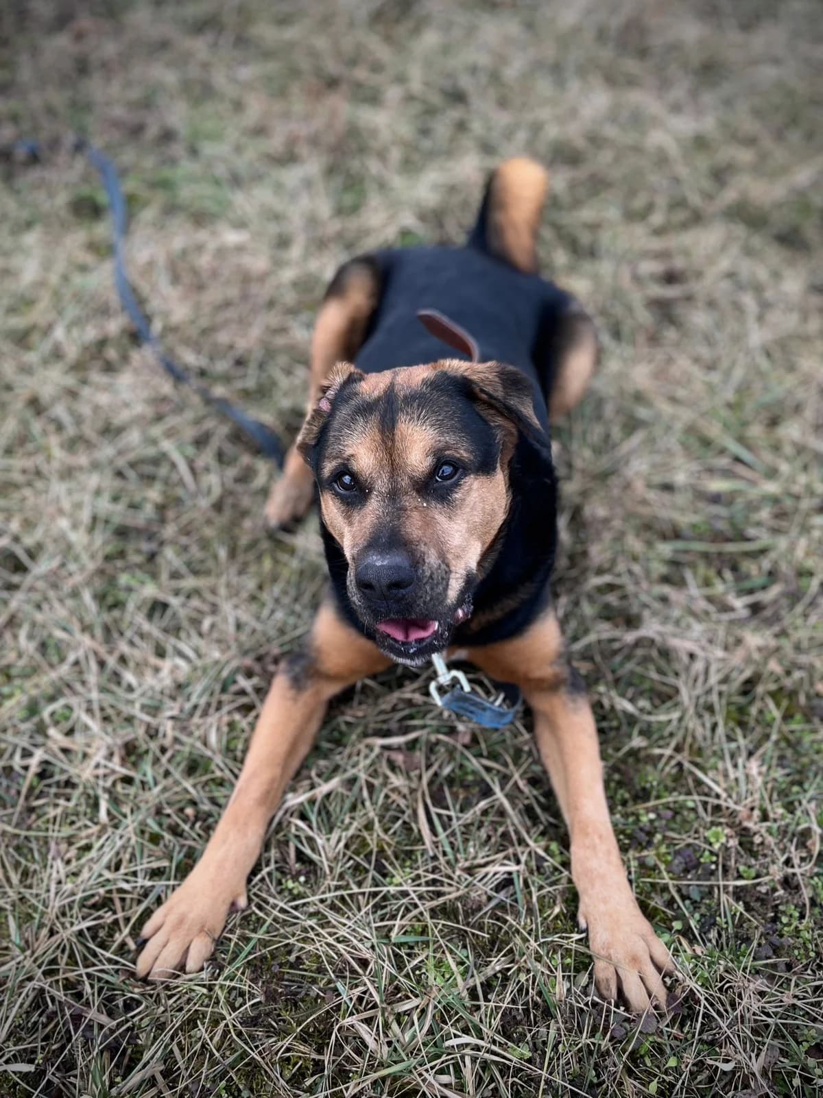 Dragon, Mixed Breed (Schronisko Opole)
