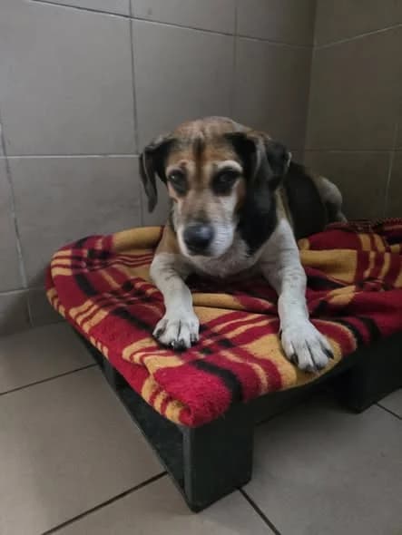 Cola W Dt, Mixed Breed (Schronisko Opole)