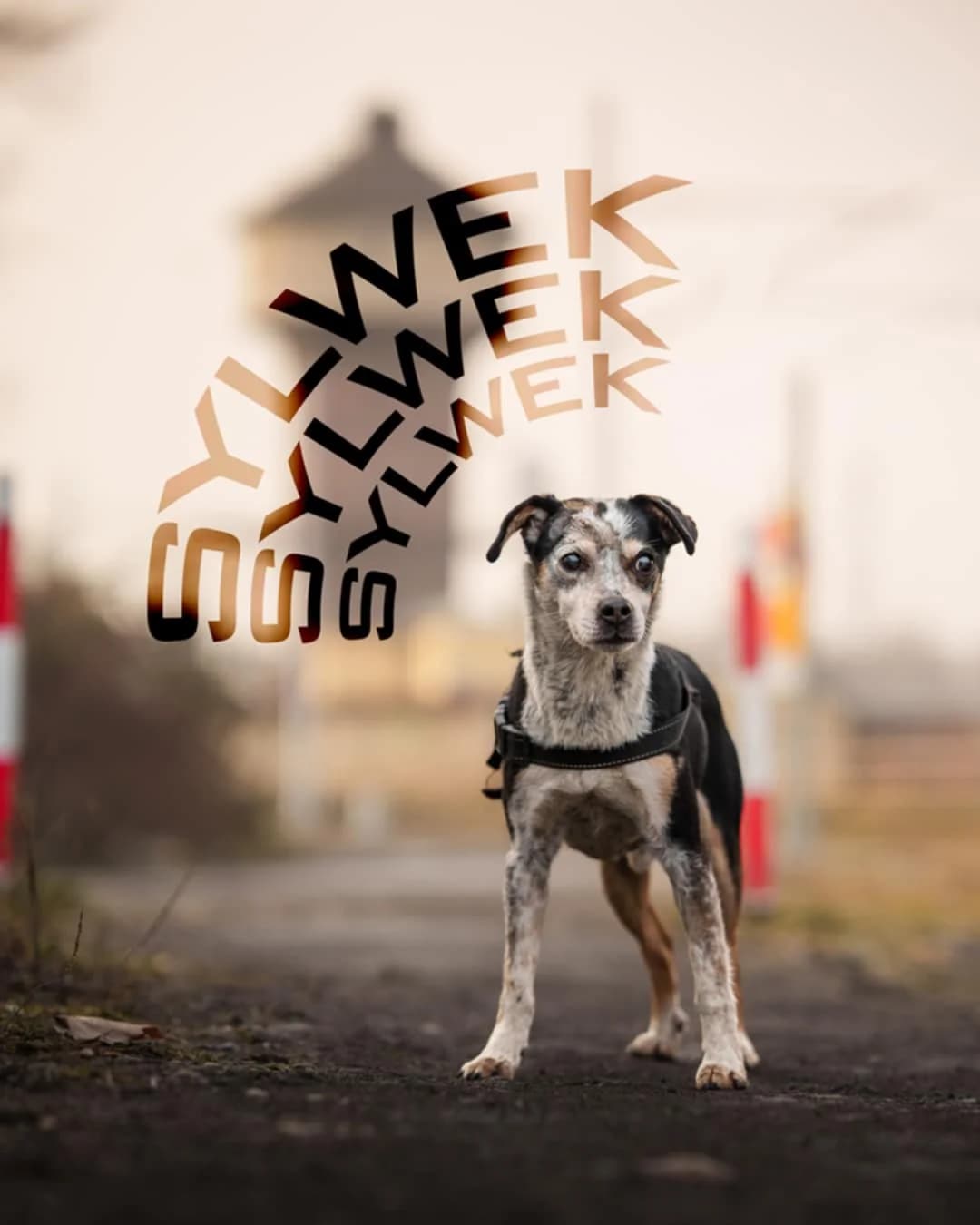 Sylwek, Mixed Breed (Schronisko Opole)