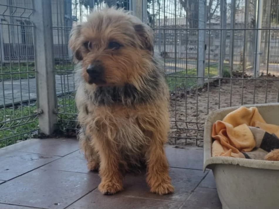 Rubin W Dt, Mixed Breed (Schronisko Opole)