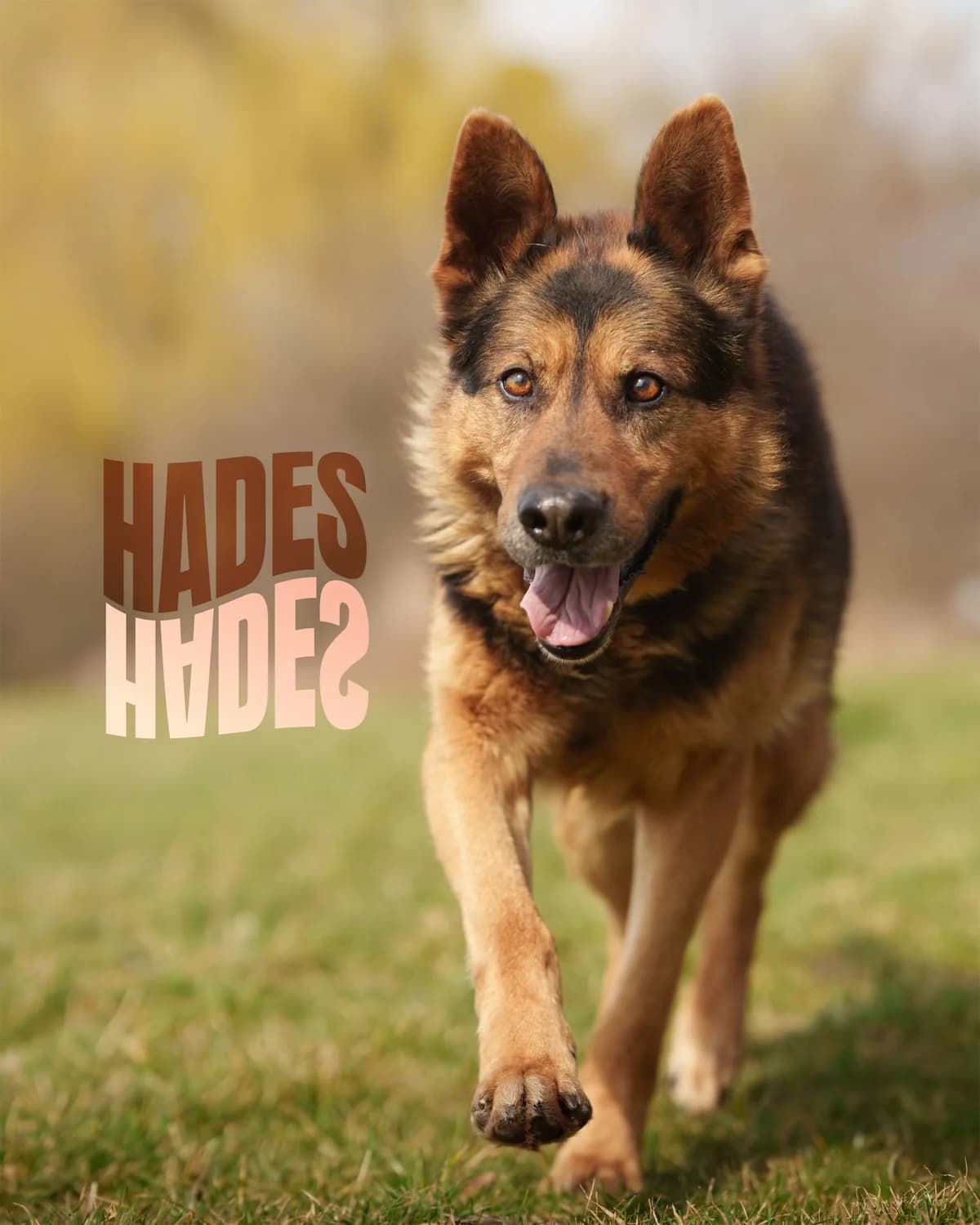 Hades, Mixed Breed (Schronisko Opole)
