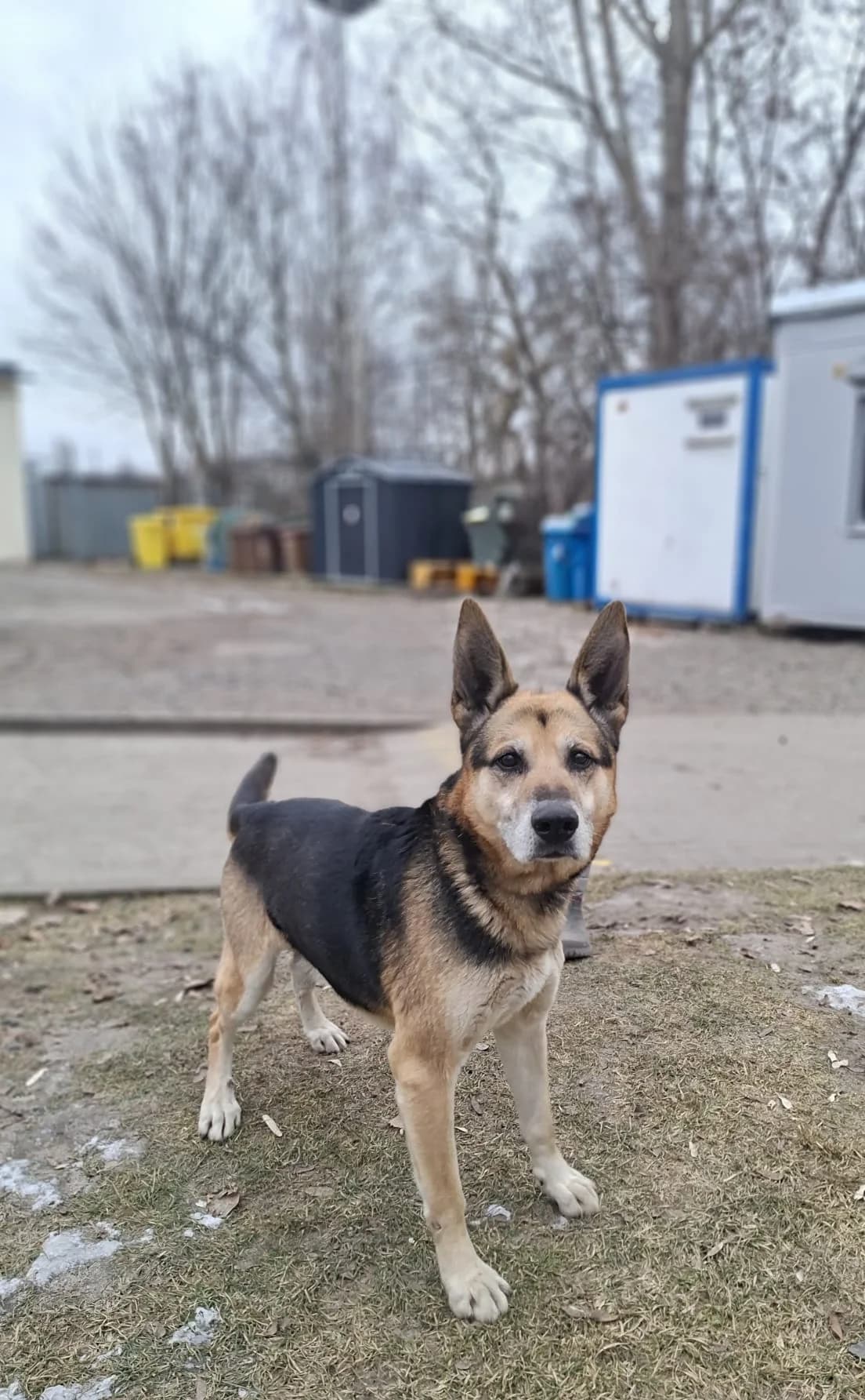 Misio, Mixed Breed (Schronisko Opole)