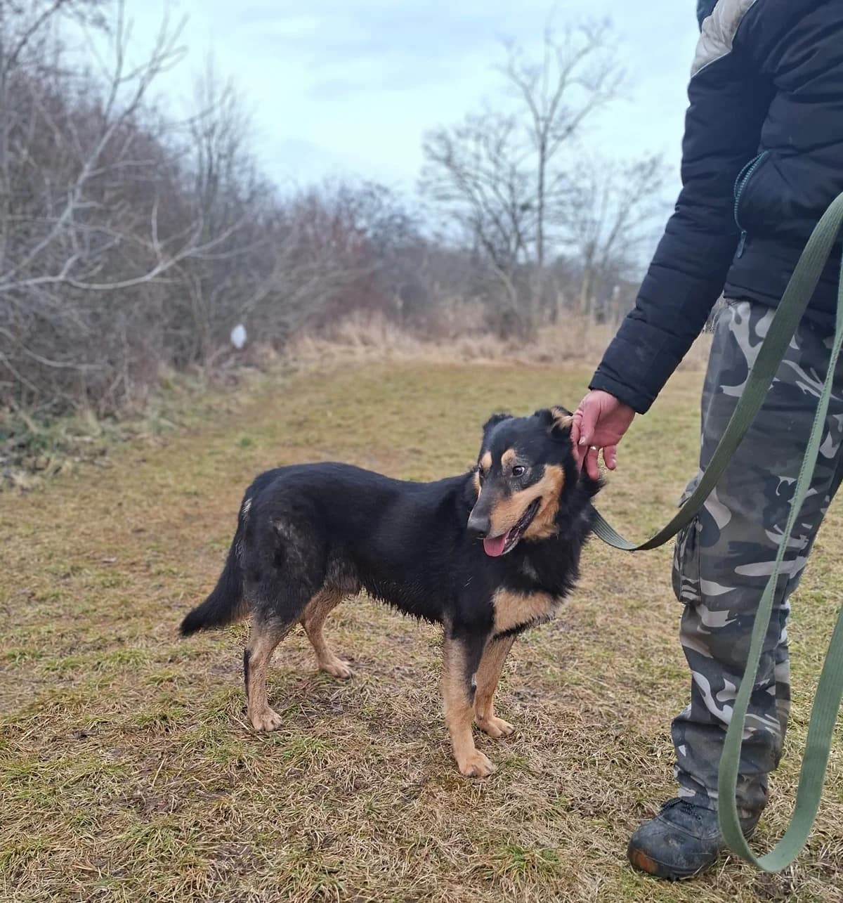 Alex, Mixed Breed (Schronisko Opole)