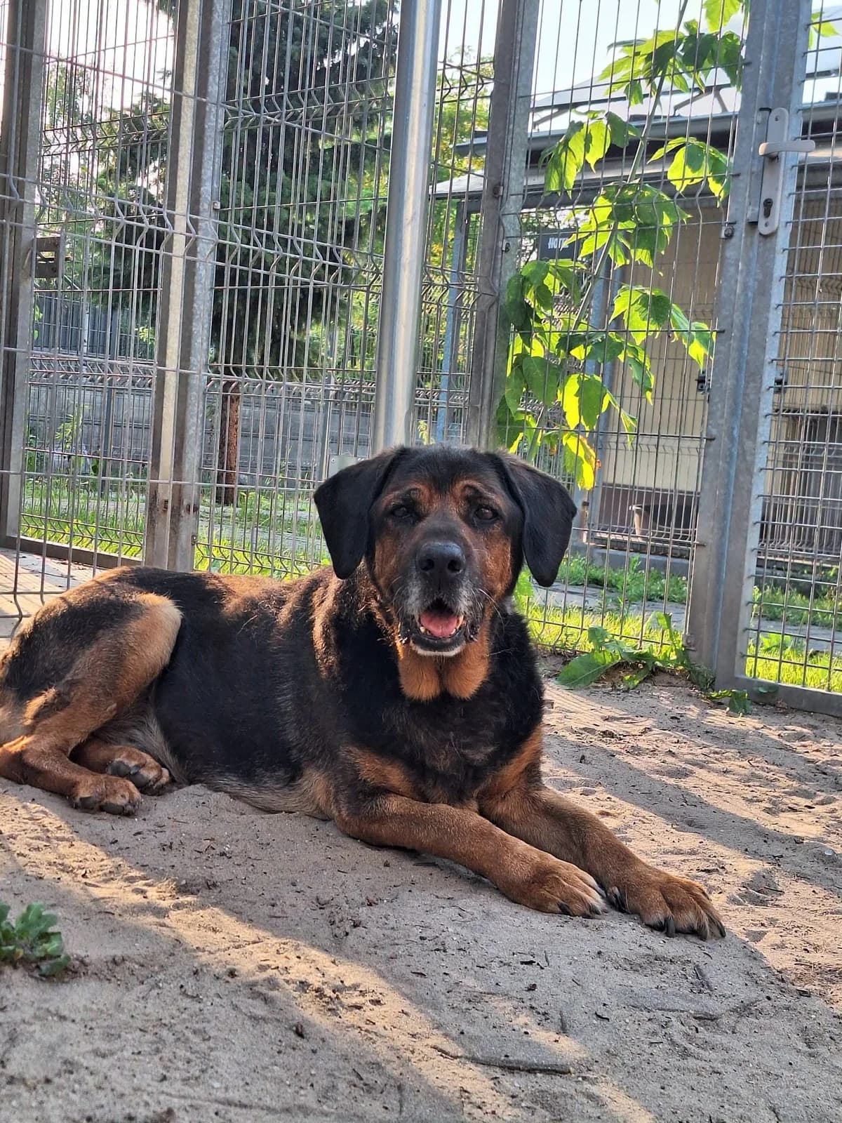 Brutus D Adopcji, senior Mixed Breed for adoption at Schronisko Opole