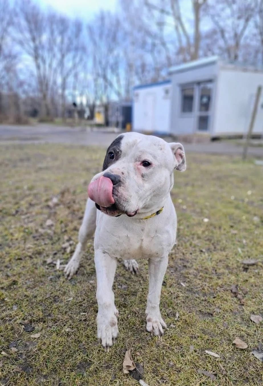 Gustaw, Mixed Breed (Schronisko Opole)