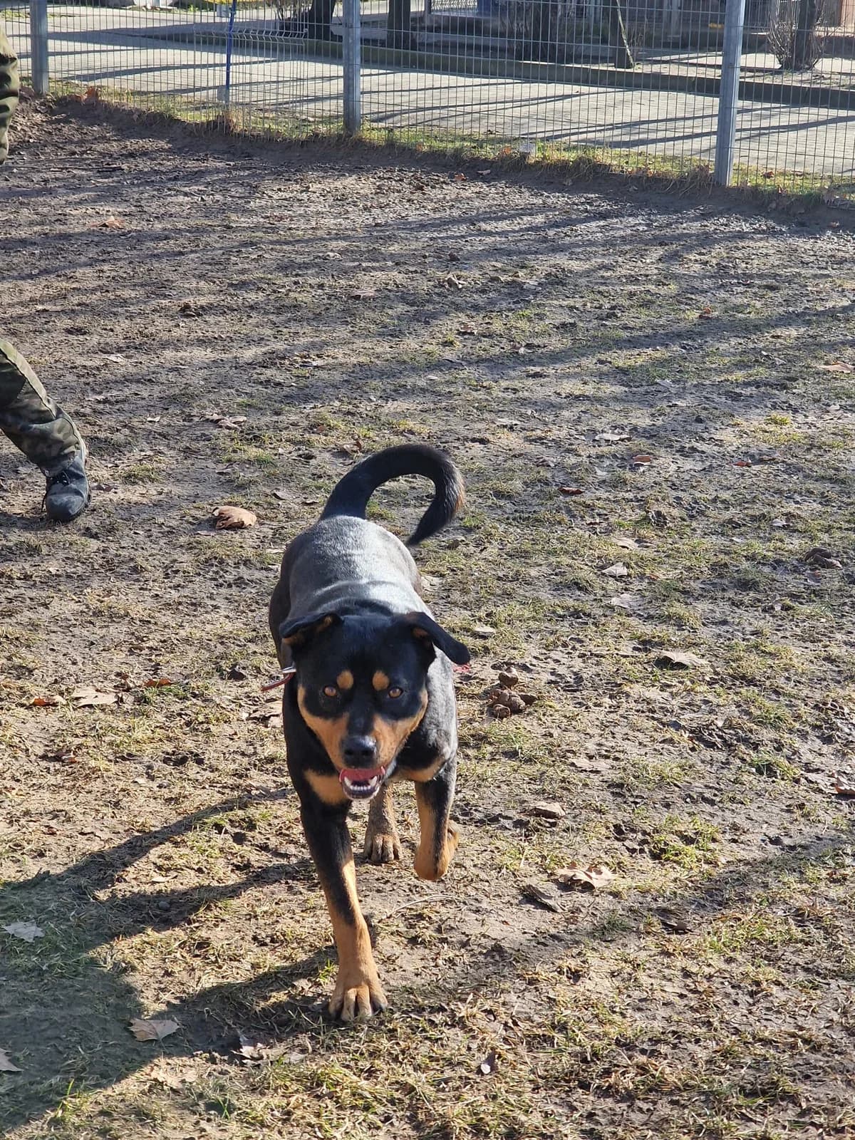 Rex, Mixed Breed (Schronisko Opole)