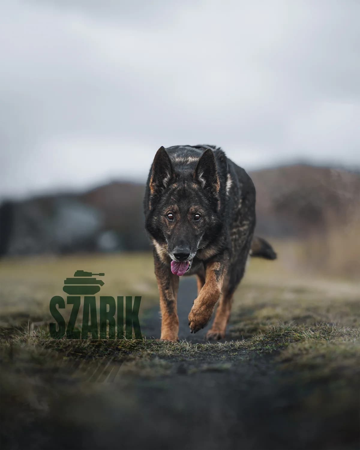 Szarik W Dt, female 5yo Mixed Breed for adoption at Schronisko Opole