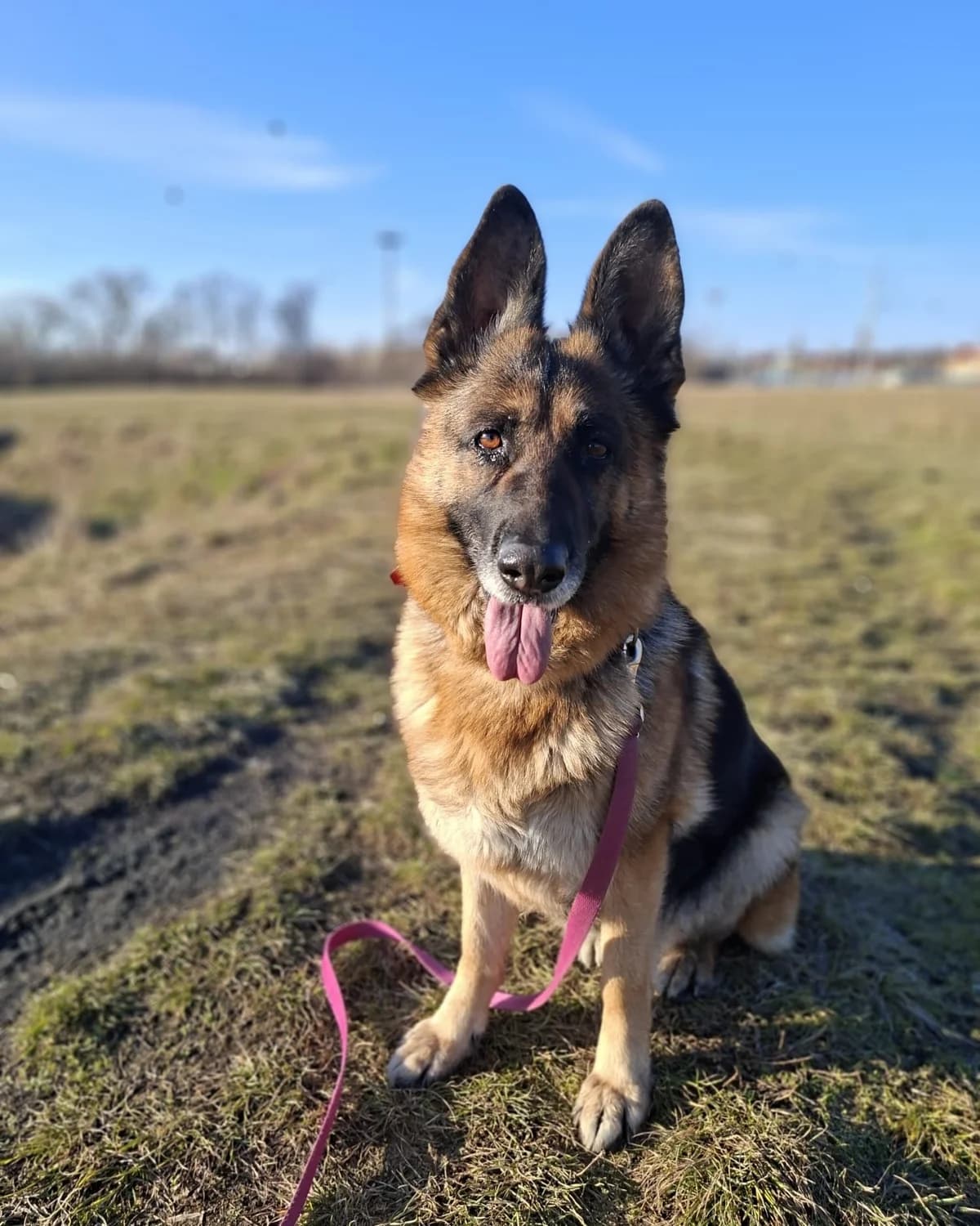 Lena,  5yo Mixed Breed for adoption at Schronisko Opole