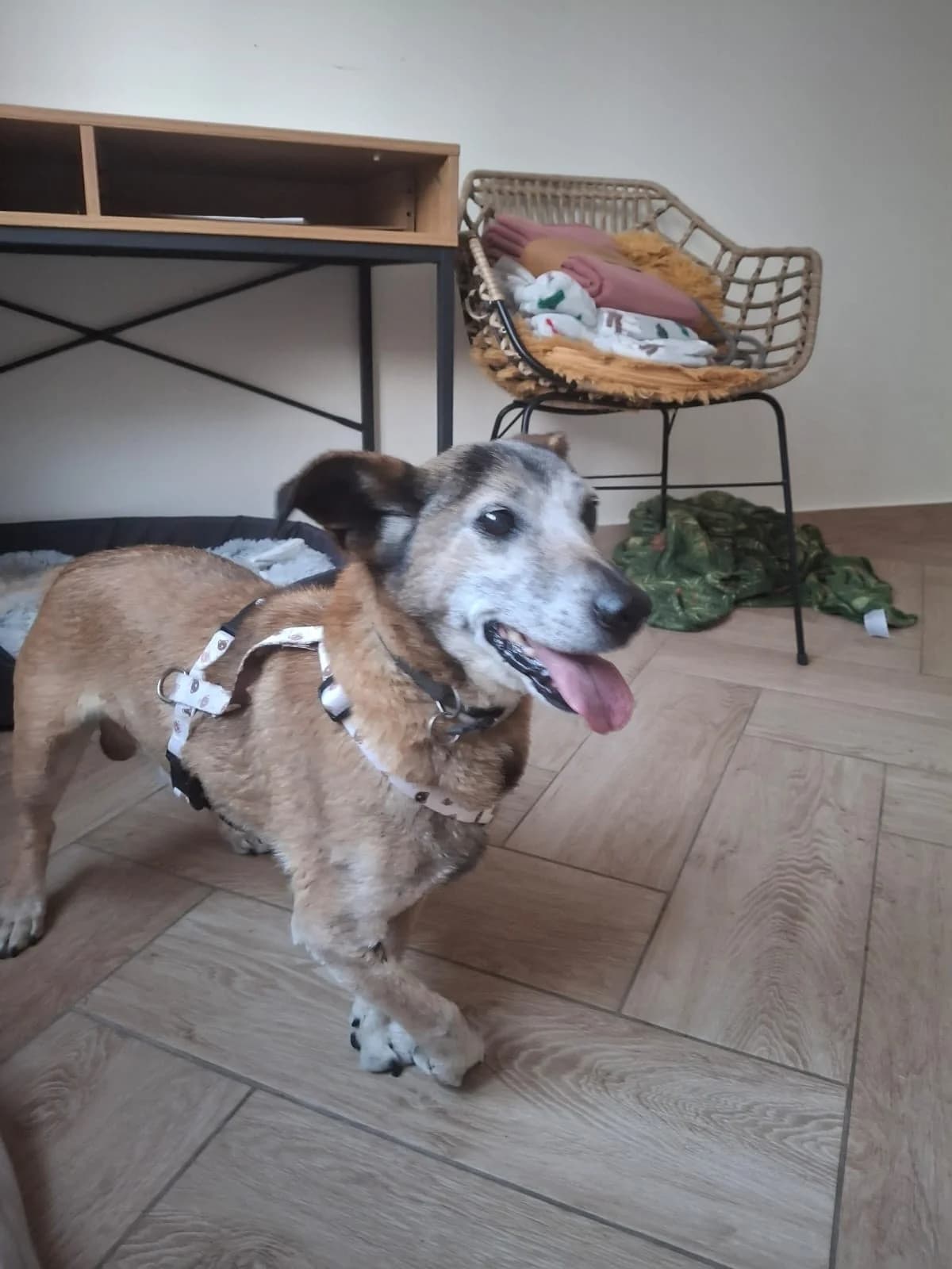 Czaruś, female 5yo Mixed Breed for adoption at Schronisko Opole