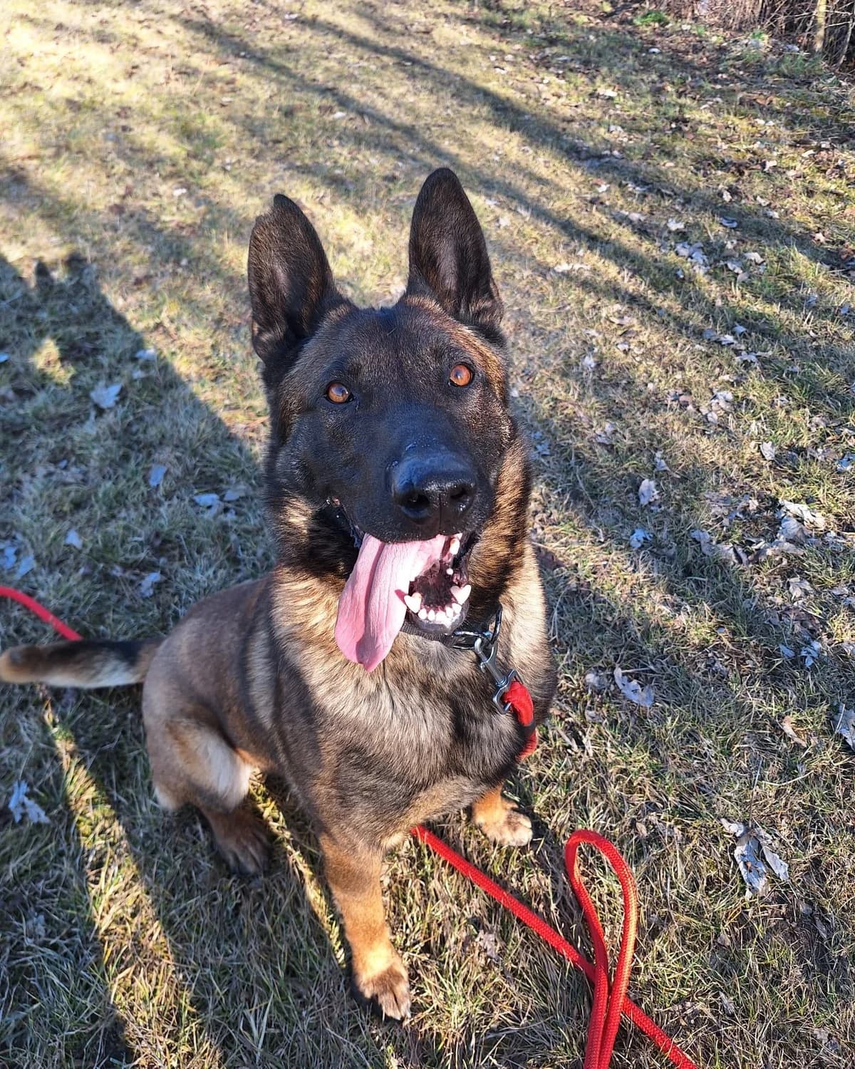 Smaug W Dt,  5yo Mixed Breed for adoption at Schronisko Opole