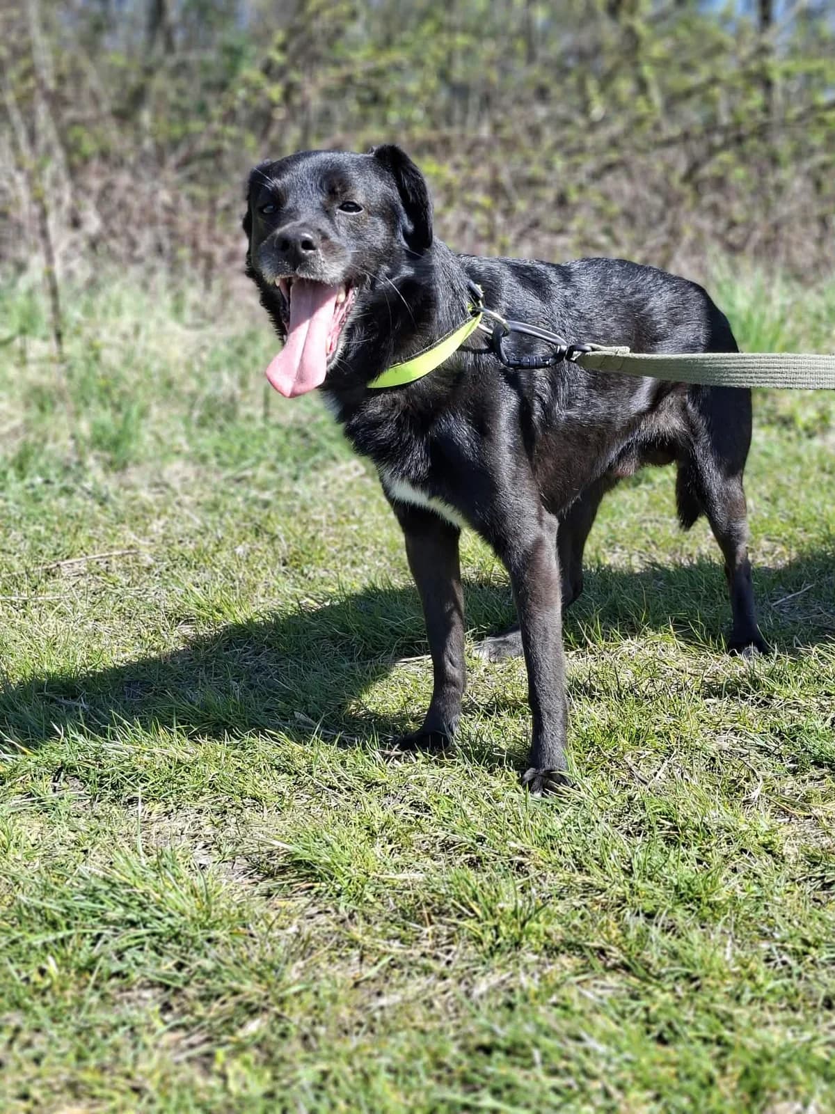 Misiek Do Adopcji, Mixed Breed (Schronisko Opole)