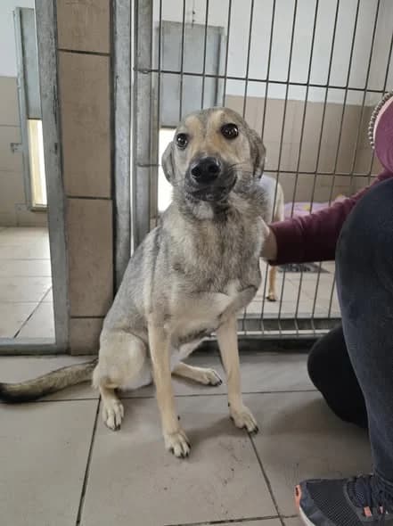 Camilla, female 5yo Mixed Breed for adoption at Schronisko Opole