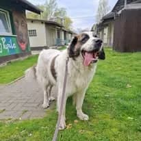 Summer, female young Mixed Breed for adoption at Schronisko Opole