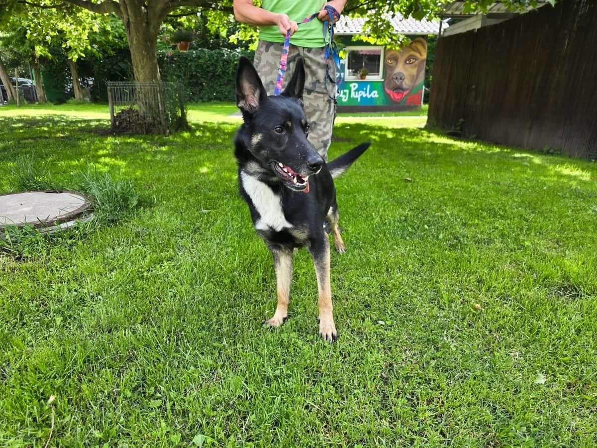 Wanda,  5yo Mixed Breed for adoption at Schronisko Opole