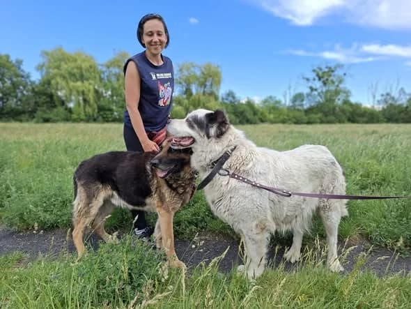 Ramona I Baster, Mixed Breed (Schronisko Opole)