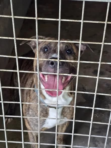 Rysiu,  Mixed Breed for adoption at Schronisko Opole