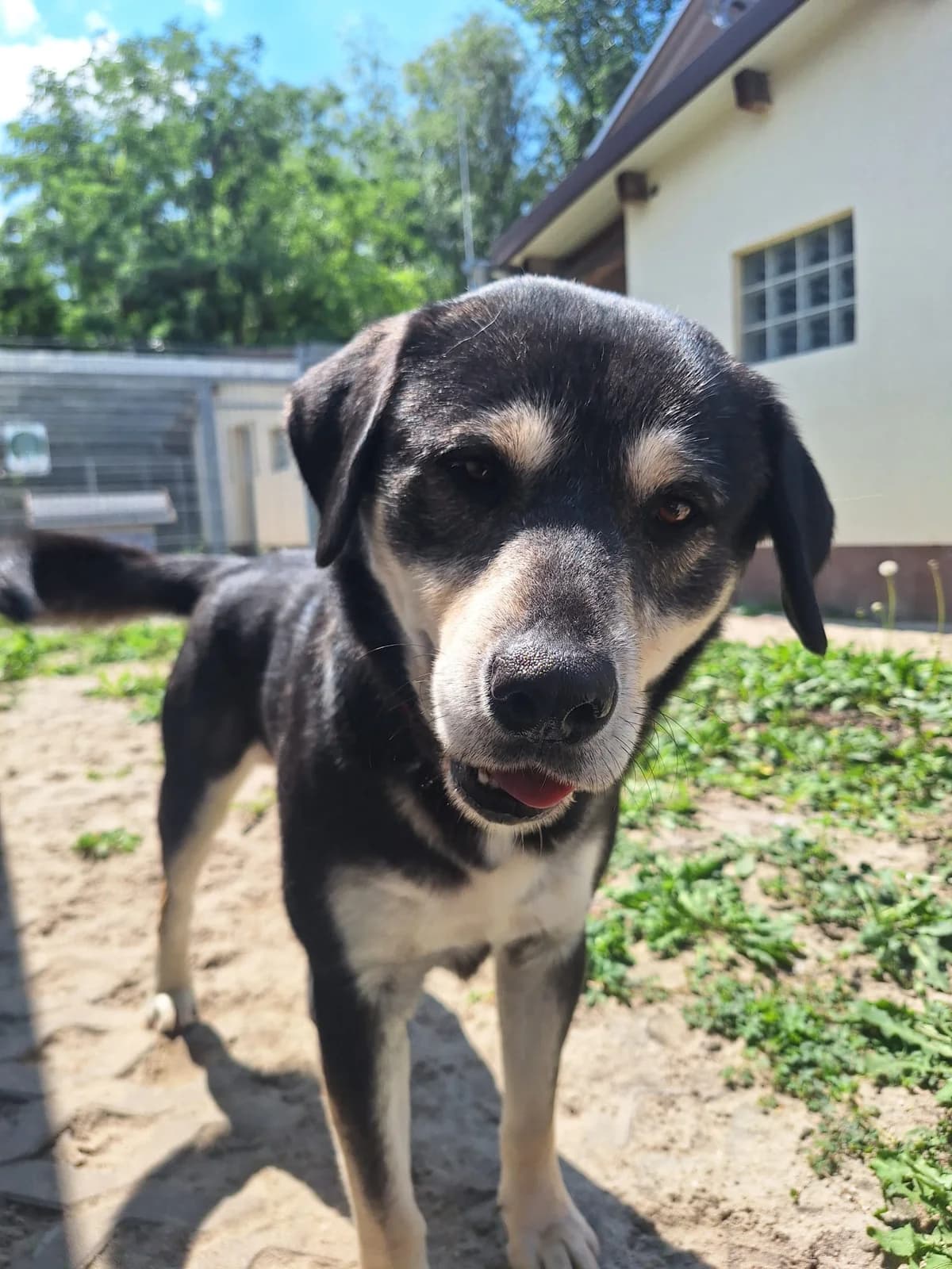 Gucio,  7yo Mixed Breed for adoption at Schronisko Opole