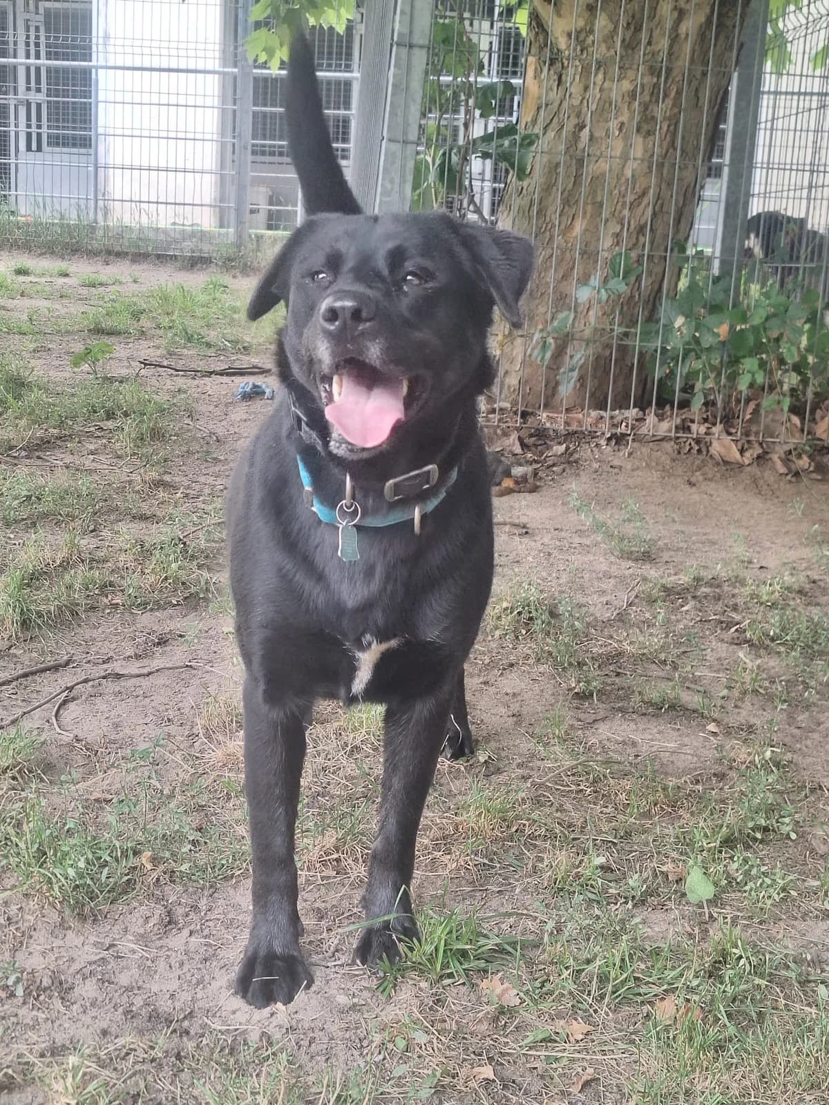 Renia,  Mixed Breed for adoption at Schronisko Opole