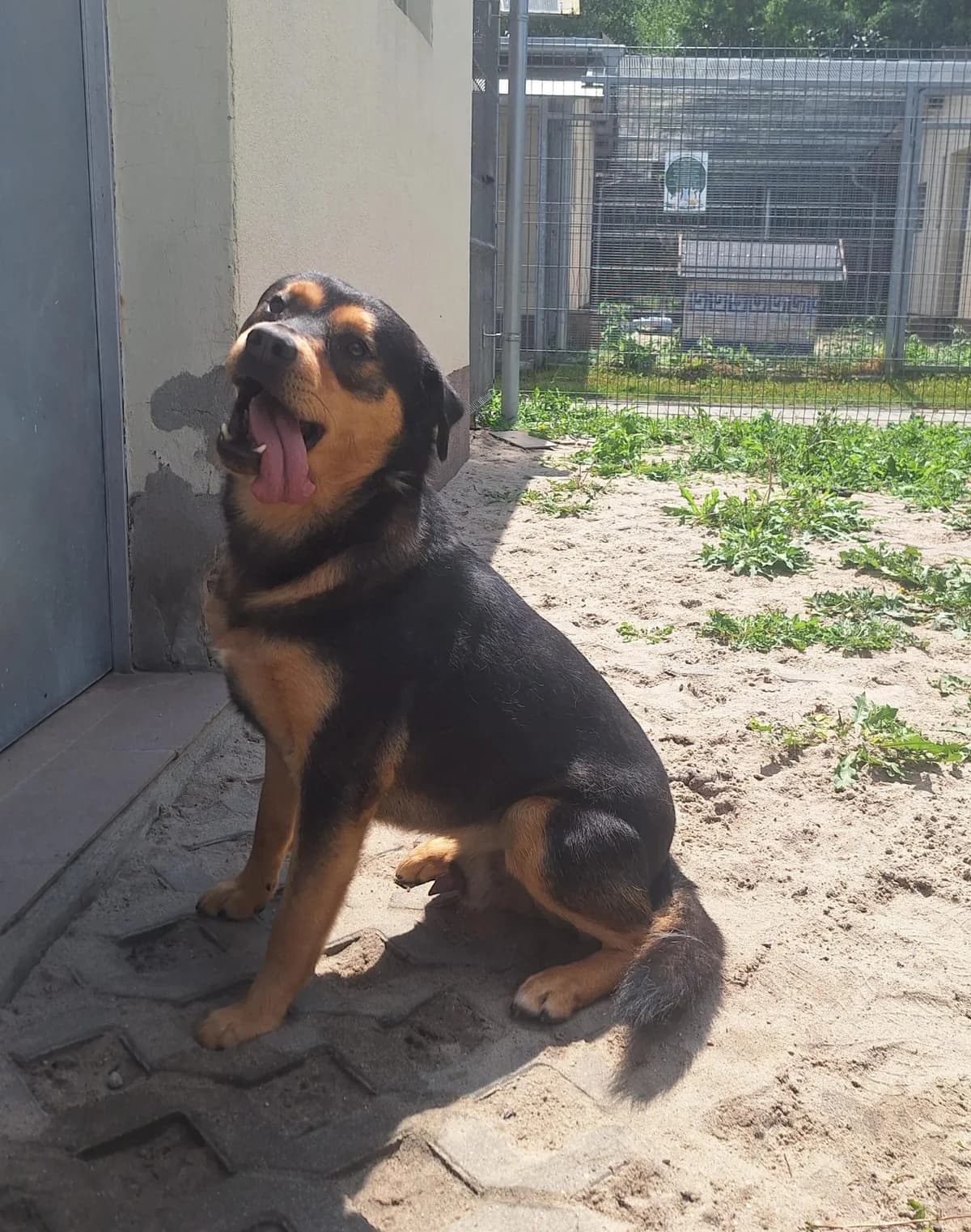 Brutal,  7yo Mixed Breed for adoption at Schronisko Opole