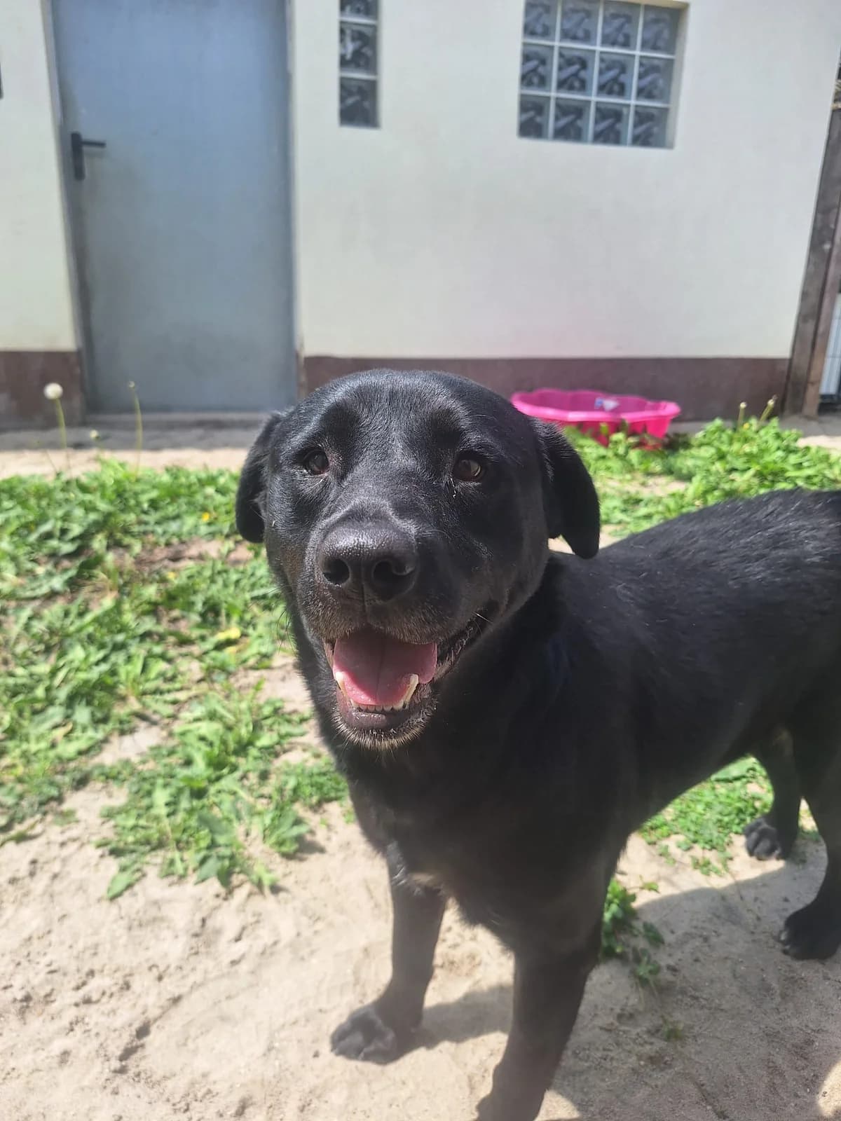 Bunia,  Mixed Breed for adoption at Schronisko Opole