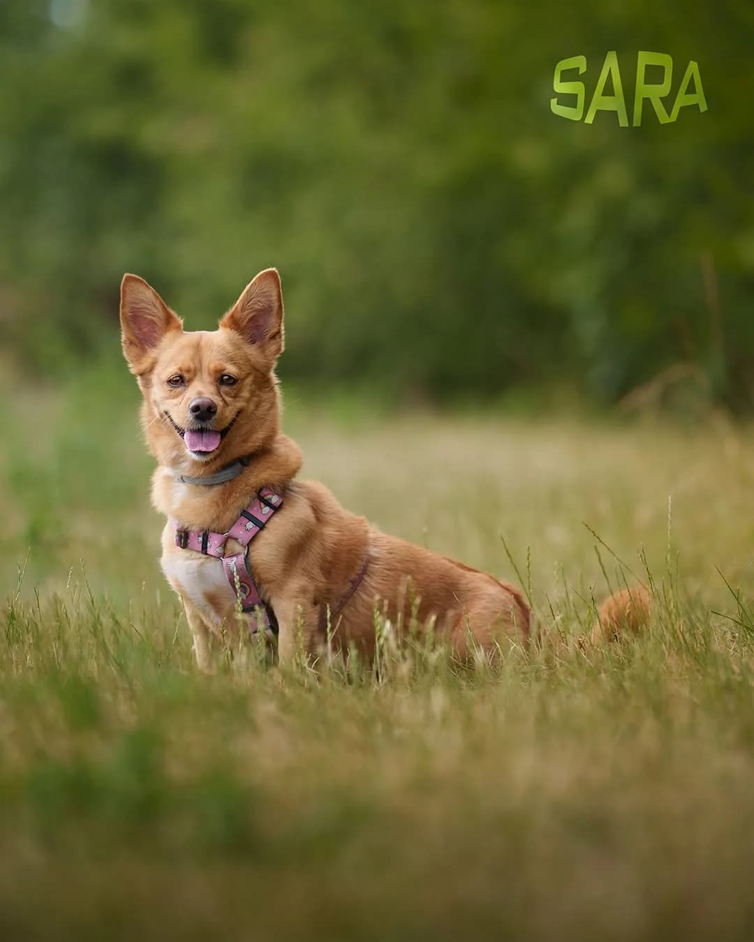 Sara, senior Mixed Breed for adoption at Schronisko Opole
