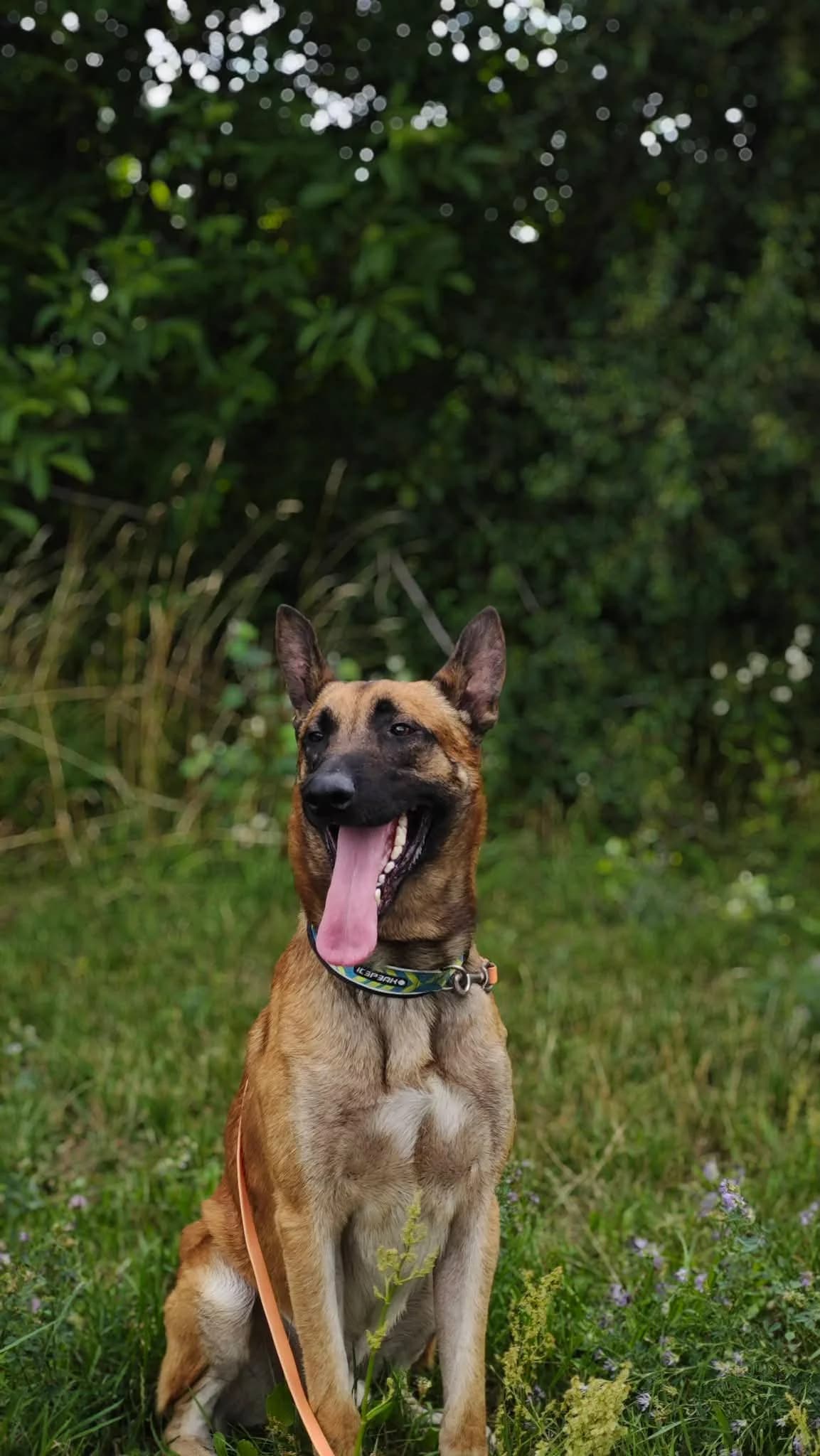 Zeus,  7yo Mixed Breed for adoption at Schronisko Opole