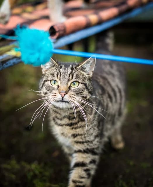 Tadziu,  3yo Mixed Breed for adoption at Miluszków Schronisko Piła