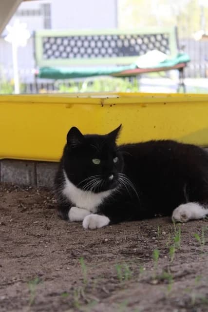 Lukrecja,  6yo Mixed Breed for adoption at Miluszków Schronisko Piła